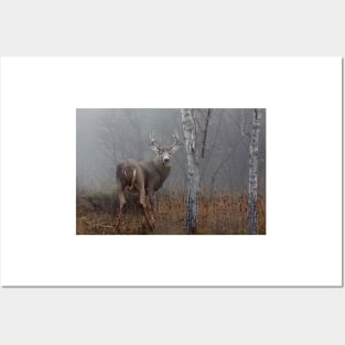 Buck in Fog - White-tailed deer Posters and Art